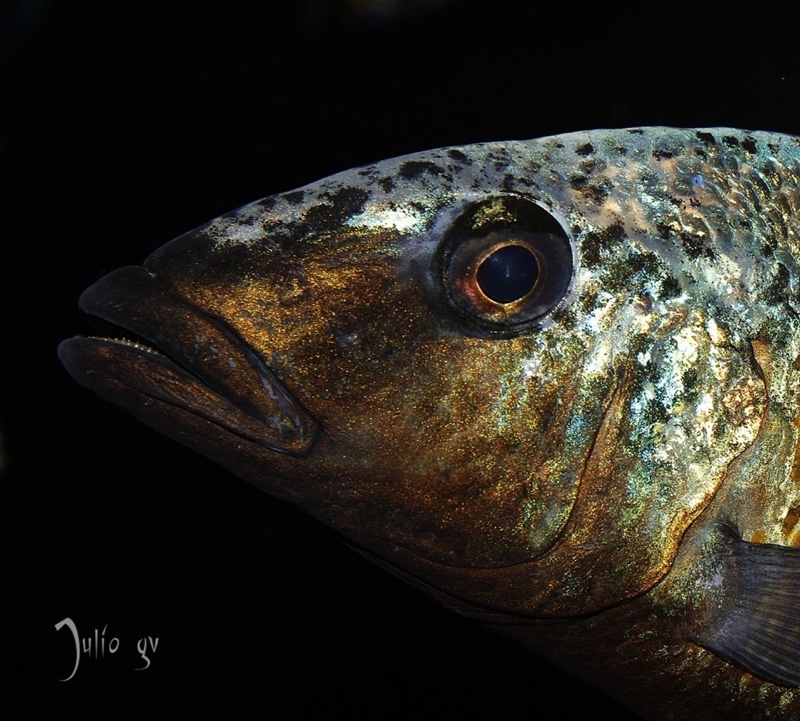 Fossorochromis rostratus